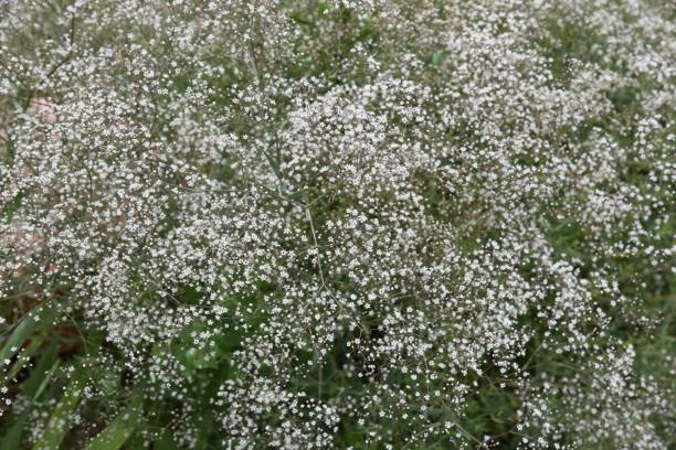 istock Gypsophila elegans flowers 1156071253