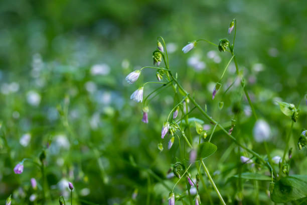 violet bells flowers campanula rotundifolia harebel macro in forest - finland bluebell campanula summer imagens e fotografias de stock