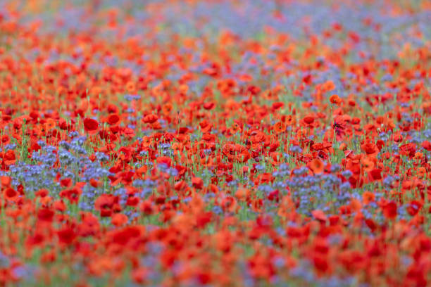 Colorful shot of a poppy and blue tansy field.