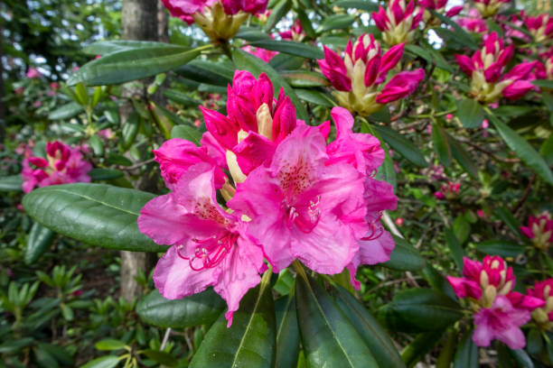 istock Rhododendron flowers in city park 1156073555