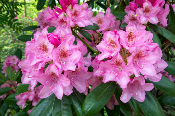istock Rhododendron flowers in city park 1156073569