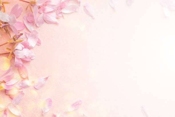 istock Blossom pink flowers on pink  background. 1156076477