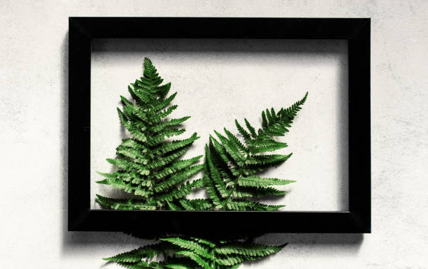 istock Wooden framed fern 1156076602