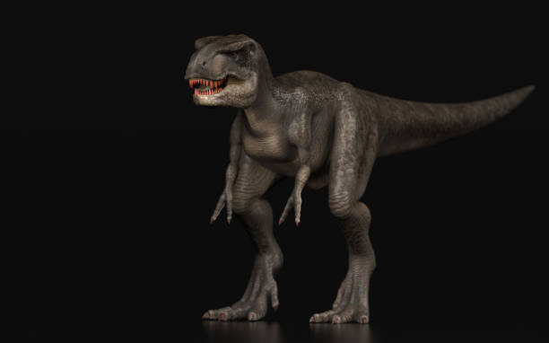 istock Young T-rex Dinosaur standing black background isolated diadonal pose 3d render 1156077658