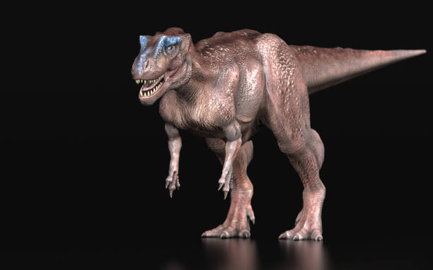 istock Allosaurus Fragilis Dinosaur standing black background 3d render 1156077679
