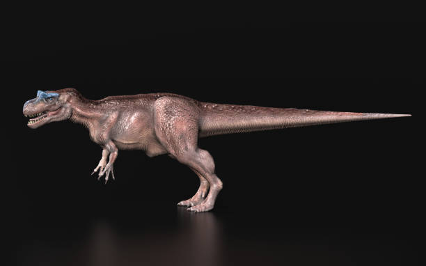 istock Dinosaur Allosaurus Fragilis standing black background side view 3d render 1156077724
