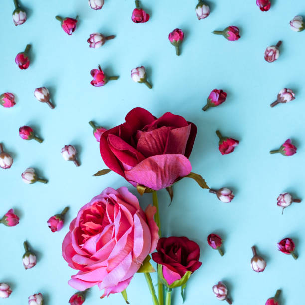 istock Pink rose closeup on a blue background 1156077755