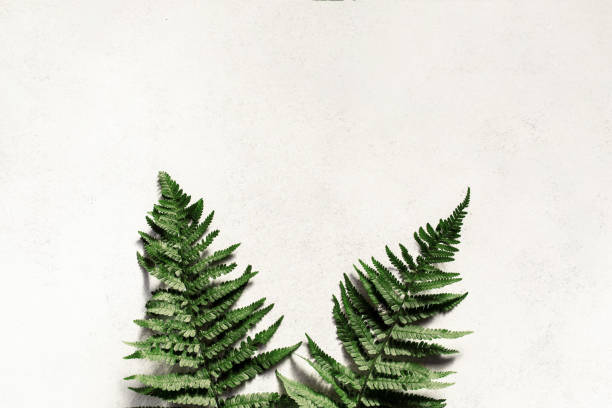 istock Wooden framed fern 1156077841