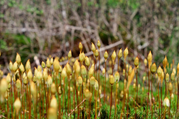 istock flowering moss in the forest on a Sunny day 1156079518