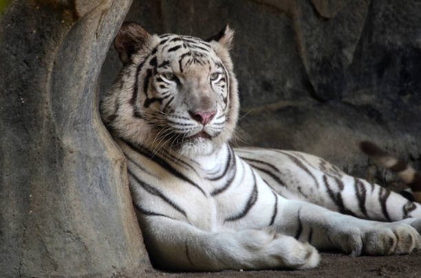 istock Big white shirt Sleeping in a cave 1156079545