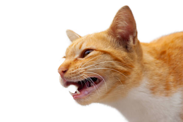 Thai Cat color gold isolated on white background