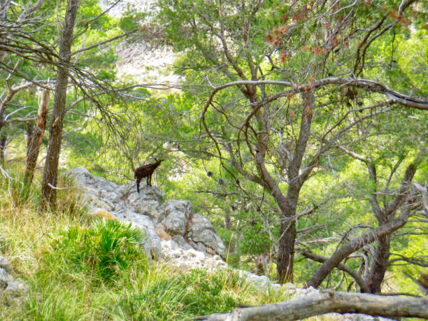 istock Wild goat in the woods 1156082433