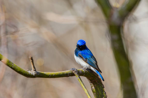 istock Blue-and-White Flycatcher male 1156082442