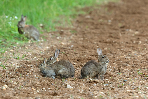 European rabbit family living in sandplain area.