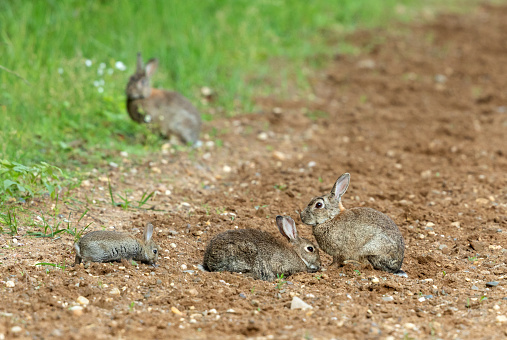 European rabbit family living in sandplain area.