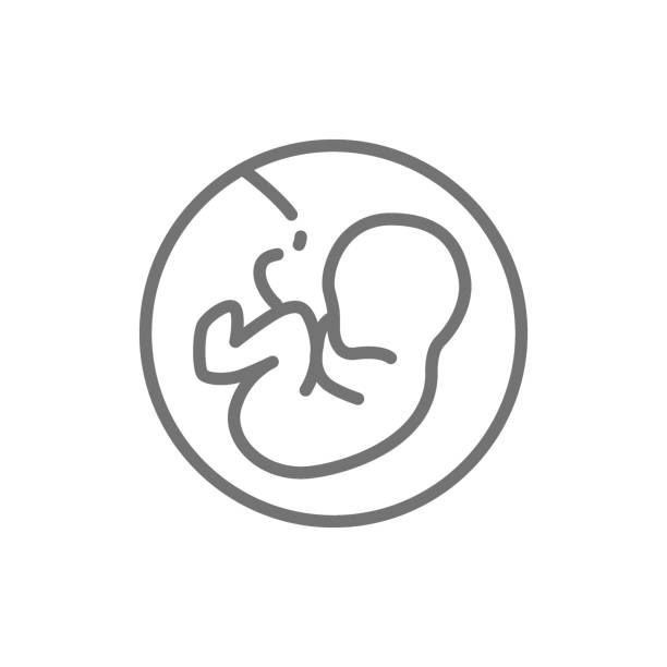 baby im mutterleib, embryo, menschliche fötus linie symbol. - fetus stock-grafiken, -clipart, -cartoons und -symbole