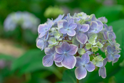 Close Up of Blue Hydrangea Flower in the Garden