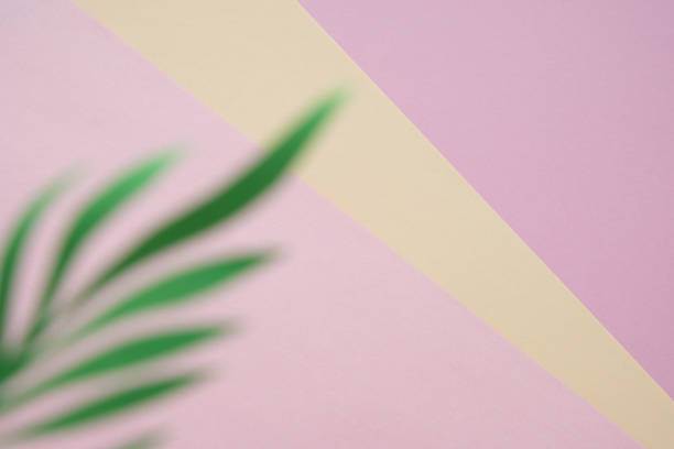 istock Tropical leaves on pastel pink background. minimal concept. 1156084792