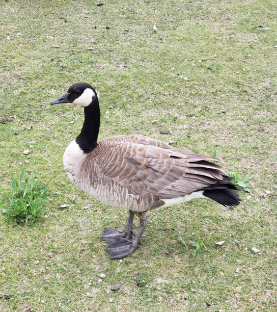 istock Canada goose (Branta canadensis) on Pigeon Lake, Jackie Parker Park, Canada, Alberta. 1156086289