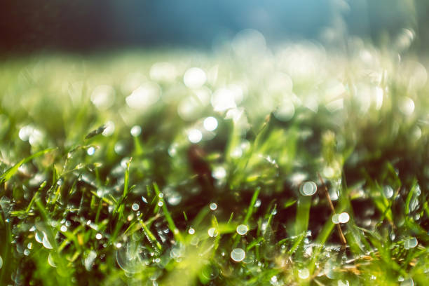 istock Morning wet water drops on green grass defocused close up still 1156086578