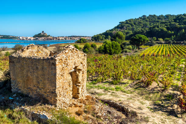 vineyard area in narbonne region, the ruined hut is at foreground and gruissan town and laguna are at left background.  occitanie, france. - vinery imagens e fotografias de stock