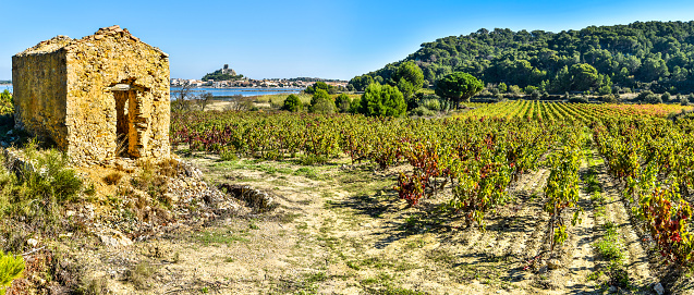 Panoramic view at Vineyard area in Narbonne region, the ruined hut is at left and Gruissan town and lagoon are at left background.  Occitanie, France.