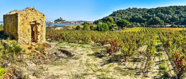 Panoramic view at Vineyard area in Narbonne region, the ruined hut is at left and Gruissan town and lagoon are at left background.  Occitany, France. Panoramic view at Vineyard area in Narbonne region, the ruined hut is at left and Gruissan town and lagoon are at left background.  Occitanie, France. narbonne stock pictures, royalty-free photos & images