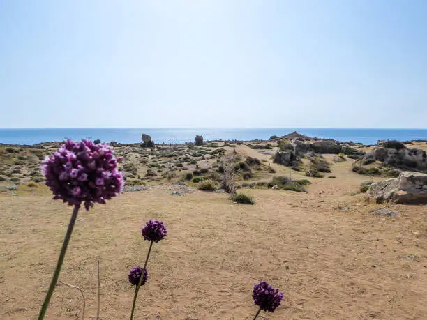 4 round purple flowers growing on a dry floor, with a view on the sea in Paphos, Cyprus. In the back the ground gets a little rocky before it meets the sea.  Bright and sunny day.