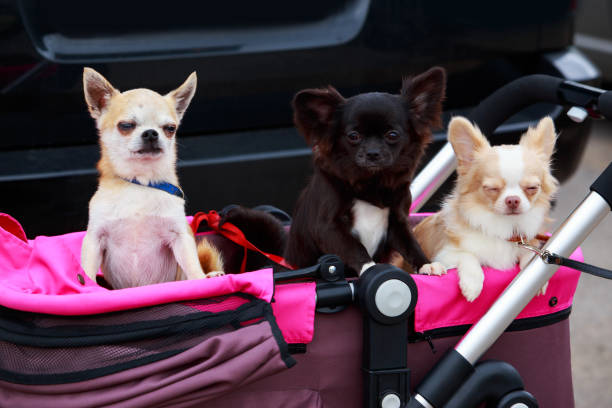 istock Chihuahua dog breed 1156089501