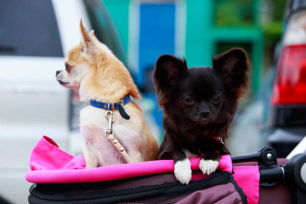 istock Chihuahua dog breed 1156089637