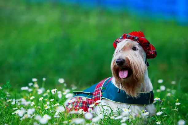 Dog breed Scottish Terrier in a red suit on the grass