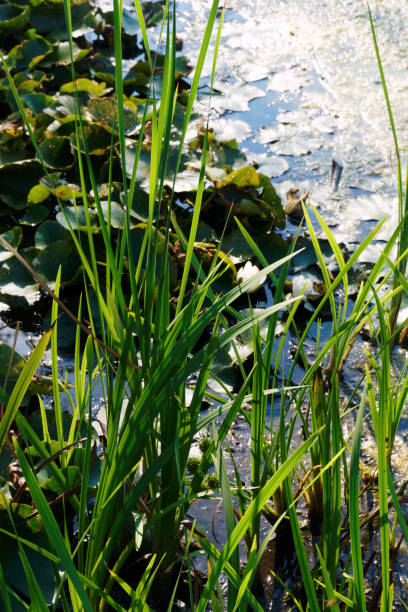 istock Wild grass in water. Close-up view of a marsh 1156091752