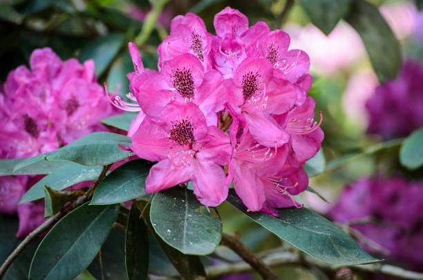 istock Blooming Pink Rhododendron  in a garden, Latvia 1156091782