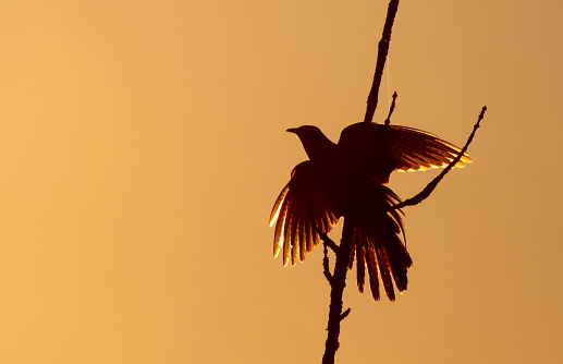 Common cuckoo landing on a tree against the setting sun.