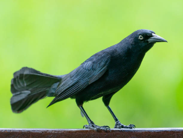 istock Carib grackle or Greater Antillean blackbird on green background 1156096016