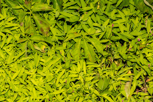 Japanese Stiltgrass strangling out Virginia Creeper.