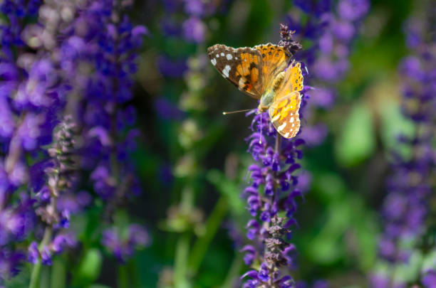 istock Summer butterfly alights on a flower drinking nectar from it. 1156096562
