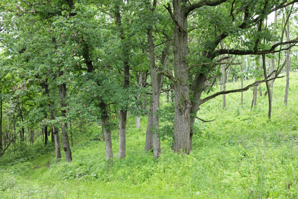 green lawn in the forest with oak trees in rainy day, close-up