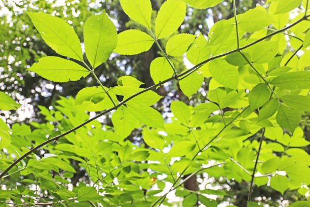 枝の緑の葉 - leaf beech leaf green branch ストックフォトと画像