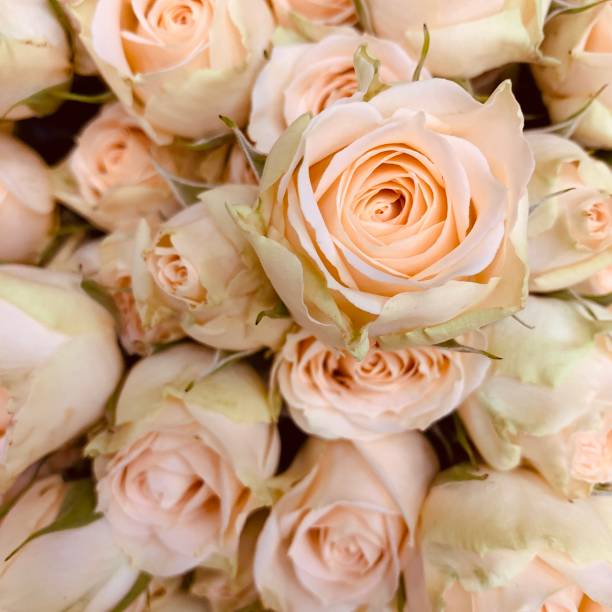 istock Bouquet of Roses 1156097764
