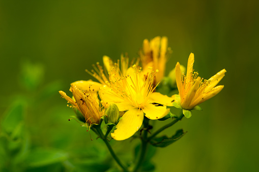 St. John's wort yellow healthy plant on the meadow on the mountain