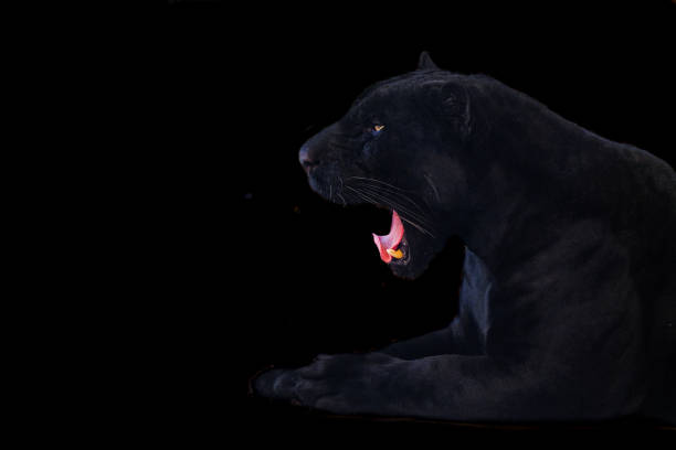 istock black panther shot close up with black background 1156099752