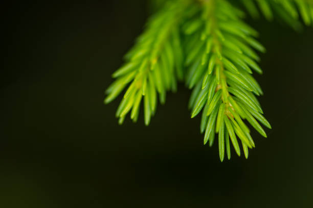istock The green branch of the pine tree 1156099795