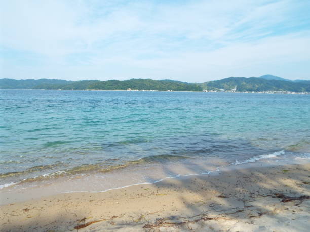 istock Japan Hyougo kyotango Amanohasidate seasaide Flower 1156101451