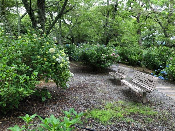 istock Japan Hyougo Nishiwaki rain hydrangea 1156101617