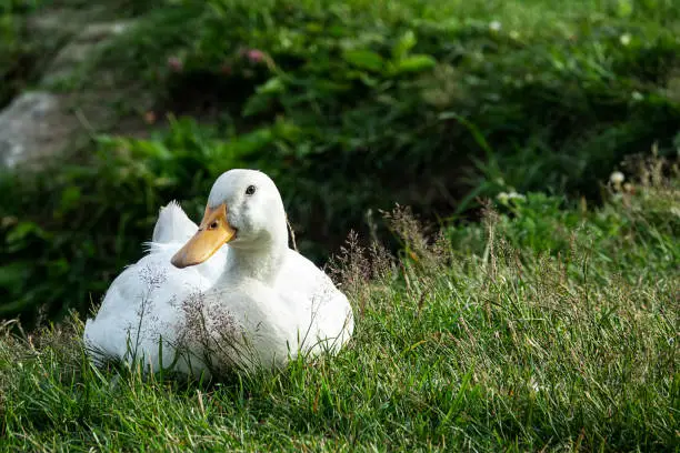 Photo of White domestic duck resting in a meadow