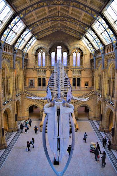 museo de historia natural londres inglaterra - biological culture outdoors travel destinations architecture fotografías e imágenes de stock