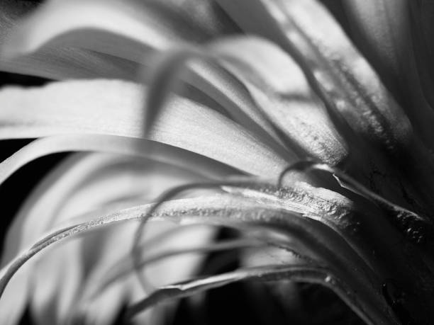 istock Part of a flower blooming cactus black and white macro 1156103011