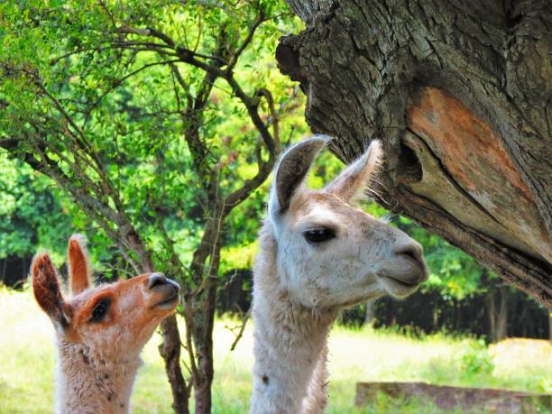istock Llamas in the park. 1156103369