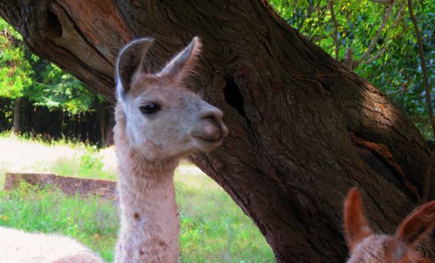 istock Llamas in the park. 1156103379